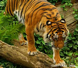 Sumatran Tiger, Zoorasia