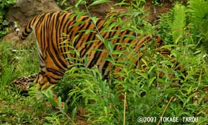 Sumatran Tiger, Zoorasia