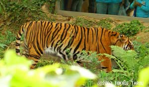 Sumatran Tiger, Zoorasia