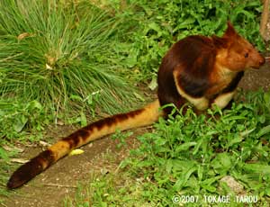 Tree-kangaroo, Zoorasia