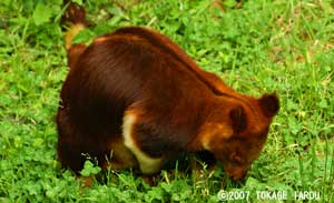 Tree-kangaroo, Zoorasia