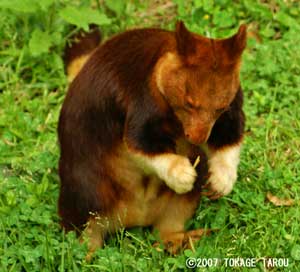 Tree-kangaroo, Zoorasia