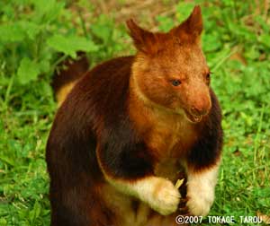 Tree-kangaroo, Zoorasia