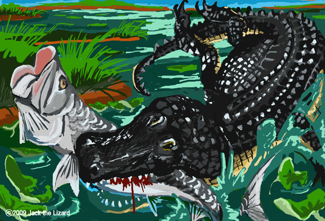 American Alligator