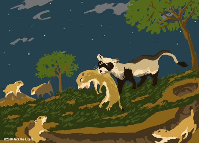 Black-Footed ferrets