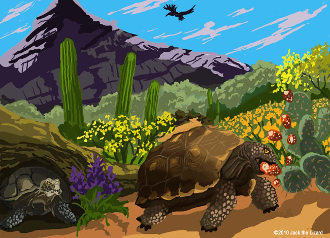 Desert Tortoise