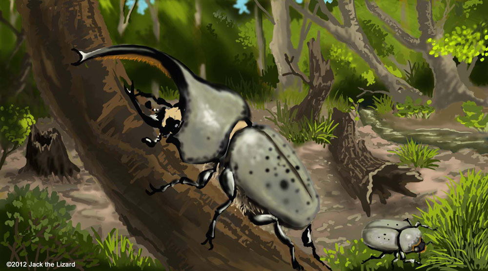 Grant Rhinoceros Beetle