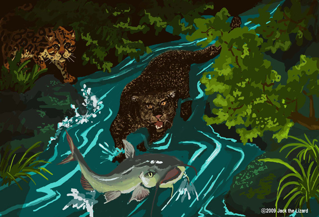 Jaguarundi and Ocelot