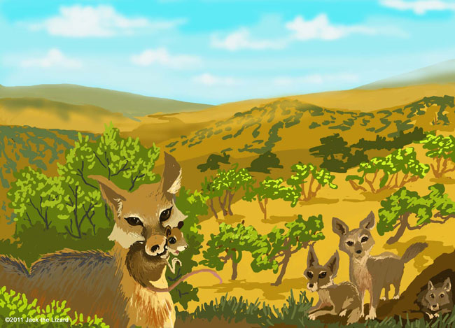 San Joaquin Kit Fox