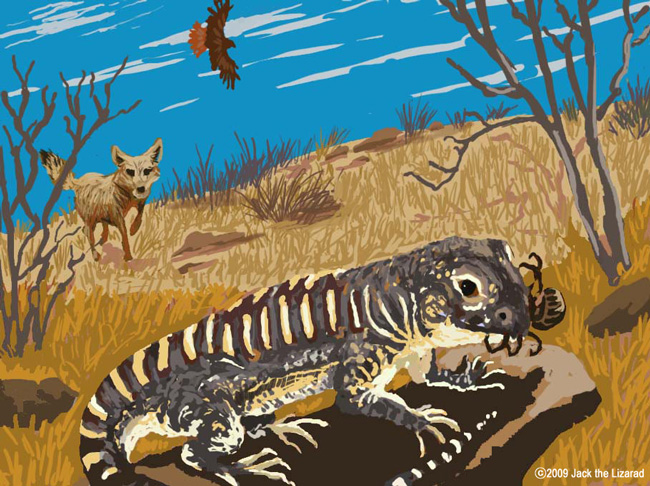 Blunt-nosed Leopard lizard