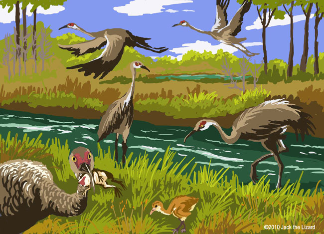 Mississippi Sandhill Crane