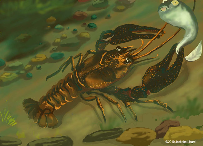 Nashville crayfish