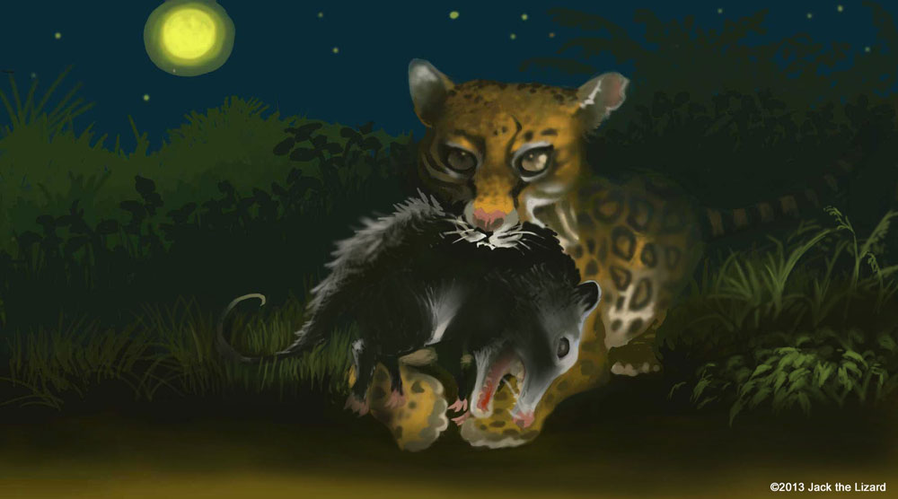 Ocelot