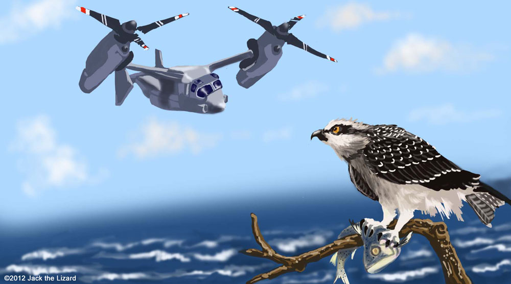 Osprey
