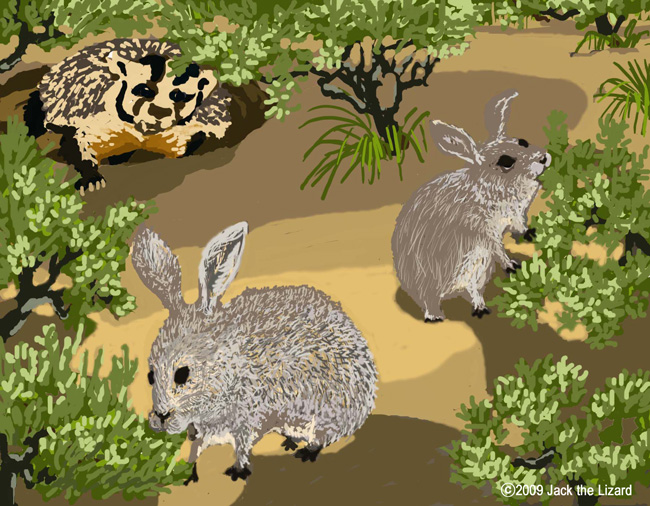 Pygmy Rabbit and badger