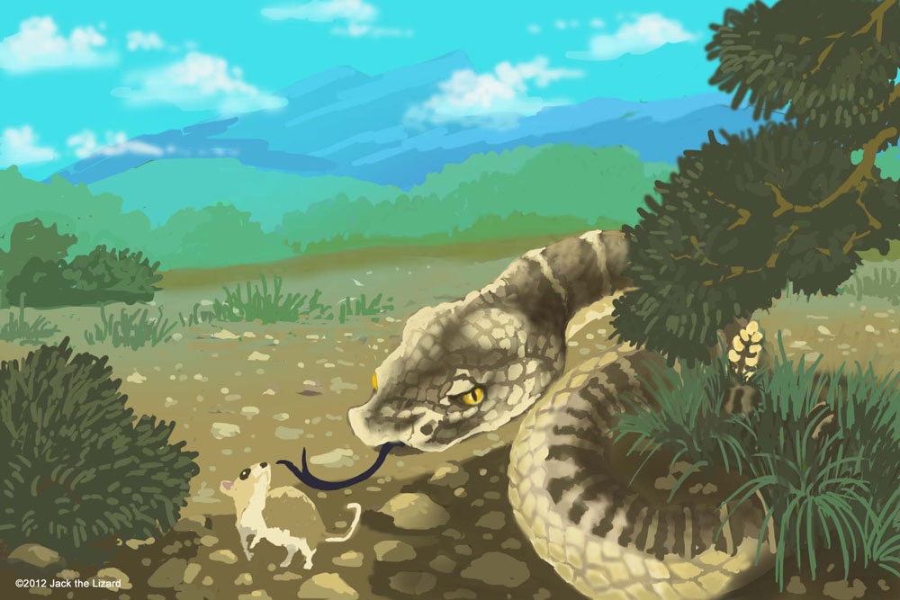 Rattlesnake