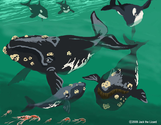 Right whales