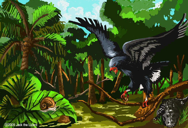The　Everglade snail kite