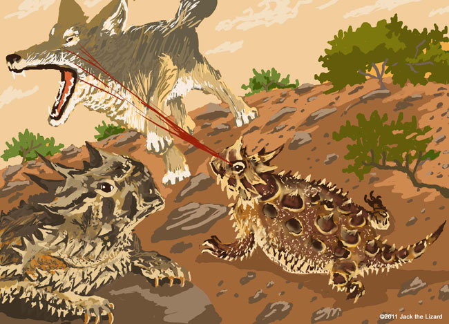 Texas horned lizard