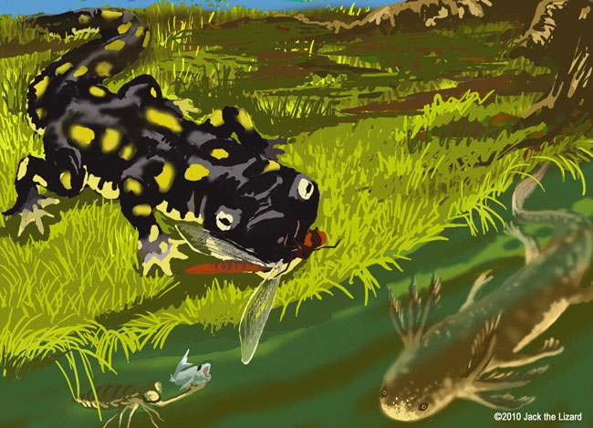 California iger Salamander