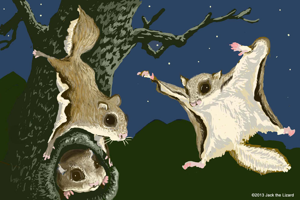 West Virginia Northern Flying Squirrel