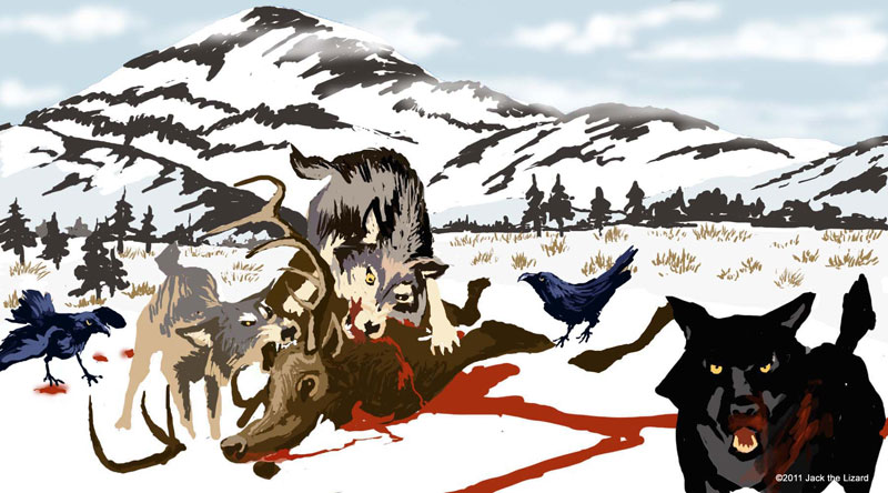 Wolf
