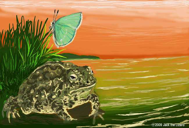 Wioming toad