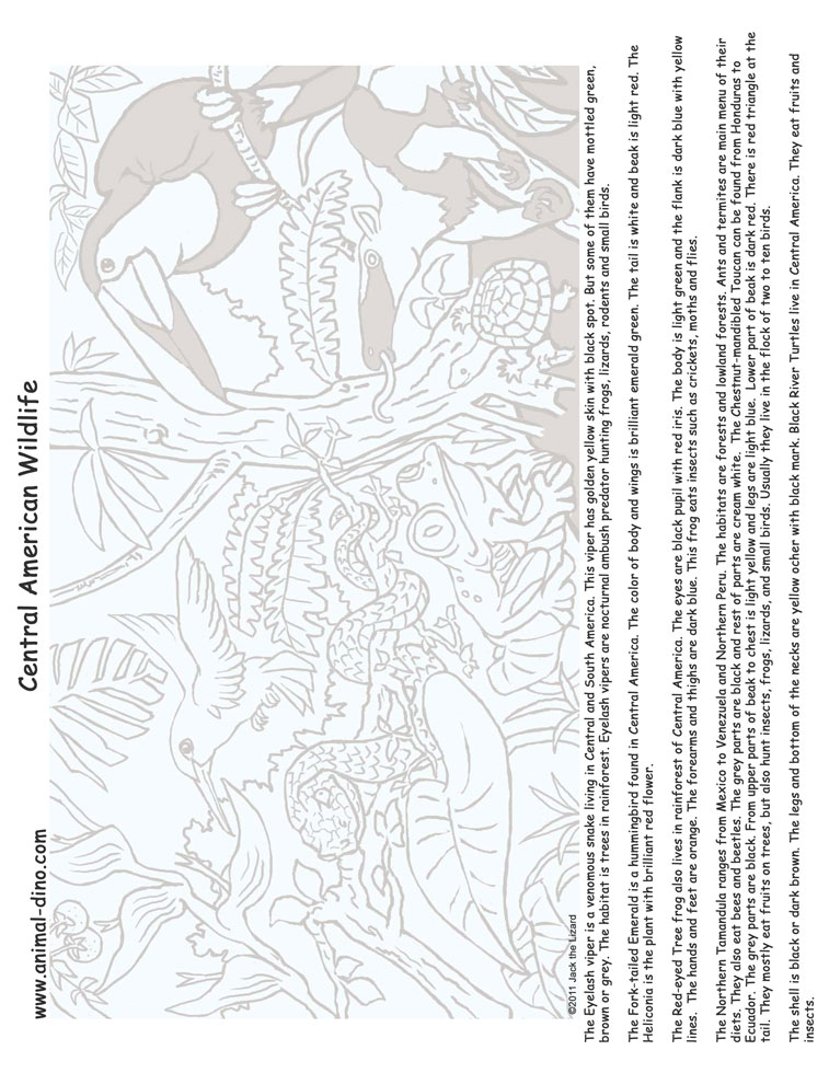 Animal Coloring Page (Central American Wildlife) Print Size - Jack the  Lizared Wonder World